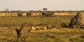 One of the Big Five Pride of Lions Royalty Free Stock Photo