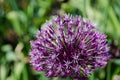 One big flower from the family alliums