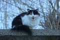 One big fluffy black white cat Royalty Free Stock Photo