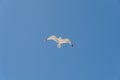 One big free white flying seagull very high on blue clean sky background Royalty Free Stock Photo