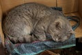 One big gray cat sleeps on a colored rug Royalty Free Stock Photo