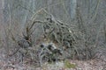 One big gray dry root of an old tree in a forest Royalty Free Stock Photo