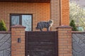 One big gray fluffy cat stands on a brown wooden door