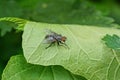 One big gray fly sits on a green leaf Royalty Free Stock Photo