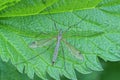 one big gray mosquito insect sits on a green leaf