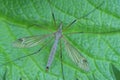 one big gray mosquito insect sits on a green leaf