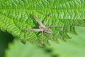 one big gray spider sits on a green leaf Royalty Free Stock Photo