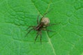 One big gray spider sits on a green leaf