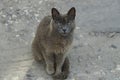 One big gray stray cat sits