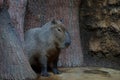 A big gray wild wombat sits on the ground among trees Royalty Free Stock Photo