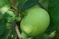 A big green apple among the leaves on a tree branch Royalty Free Stock Photo