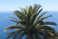 One big green coconut palm tree on the shore of the blue sea, the concept of a beach holiday and travel Royalty Free Stock Photo