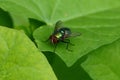 A large green fly sits on a leaf of a plant Royalty Free Stock Photo