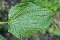 a one big green leaf of a wild plantain plant Royalty Free Stock Photo