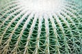 One big green round beautiful cactus closeup macro on blurred background top view, cactus texture with long sharp thorns Royalty Free Stock Photo