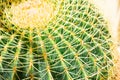 One big green round beautiful cactus closeup macro witjh blurred background Royalty Free Stock Photo