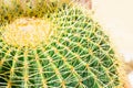 One big green round beautiful cactus closeup macro witjh blurred background, cactus texture Royalty Free Stock Photo