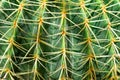 One big green round beautiful cactus closeup macro witjh blurred background Royalty Free Stock Photo