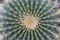 One big green round beautiful cactus closeup macro witjh blurred background, cactus texture with long sharp yellow thorns. The Royalty Free Stock Photo