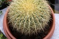 One big green round beautiful cactus with long thorns Royalty Free Stock Photo