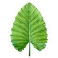 One big green tropical leaf. Isolated over white. Royalty Free Stock Photo