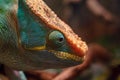 Big head of a lizard of a chameleon Royalty Free Stock Photo