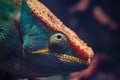 Big head of a lizard of a chameleon Royalty Free Stock Photo