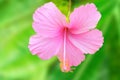 One big hibiscus pink flower with rain drops on petals Royalty Free Stock Photo