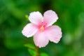 One big hibiscus pink flower with rain drops on petals Royalty Free Stock Photo