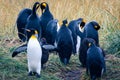 One Big King Penguin walking and beating wings