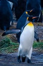 One Big King Penguin walking and beating wings