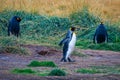 One Big King Penguin walking and beating wings