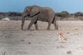 A Solitary Male Elephant Walking across the Plains of Etosha National Park Royalty Free Stock Photo