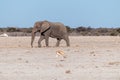 A Solitary Male Elephant Walking across the Plains of Etosha National Park Royalty Free Stock Photo