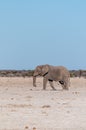 A Solitary Male Elephant Walking across the Plains of Etosha National Park Royalty Free Stock Photo