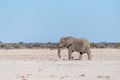 A Solitary Male Elephant Walking across the Plains of Etosha National Park Royalty Free Stock Photo