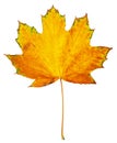 One big maple autumn leaf, object on white Royalty Free Stock Photo