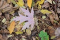 One big old fallen dry maple leaf lies on the leaves on the grass Royalty Free Stock Photo