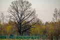 one big old oak tree in early spring Royalty Free Stock Photo