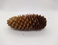 one big open spruce cone on a white background Royalty Free Stock Photo