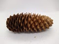 one big open spruce cone on a white background Royalty Free Stock Photo