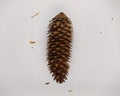 one big open spruce cone on a white background Royalty Free Stock Photo