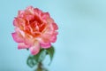 One big pale pink orange yellow rose flower with selective focus against blurred blue stucco plaster wall background Royalty Free Stock Photo