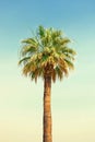 One big palm tree at sunrise with blue sky on background