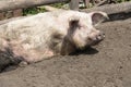 One big pig in the pen, a dirty animal lies on the ground. Pet in the dirt Royalty Free Stock Photo