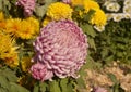 One big pink chrysanthemum flowers blossom in sunny day Royalty Free Stock Photo