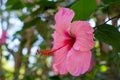 One big pink hibiscus flower, nature background Royalty Free Stock Photo