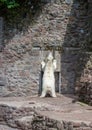 One polar polar bear climbed the wall and stands vertically on its hind feet near the doors. He is looking up. The weather is