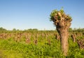 One big pollarded willow in front of a field Royalty Free Stock Photo