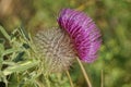 One big prickly red burdock flower Royalty Free Stock Photo